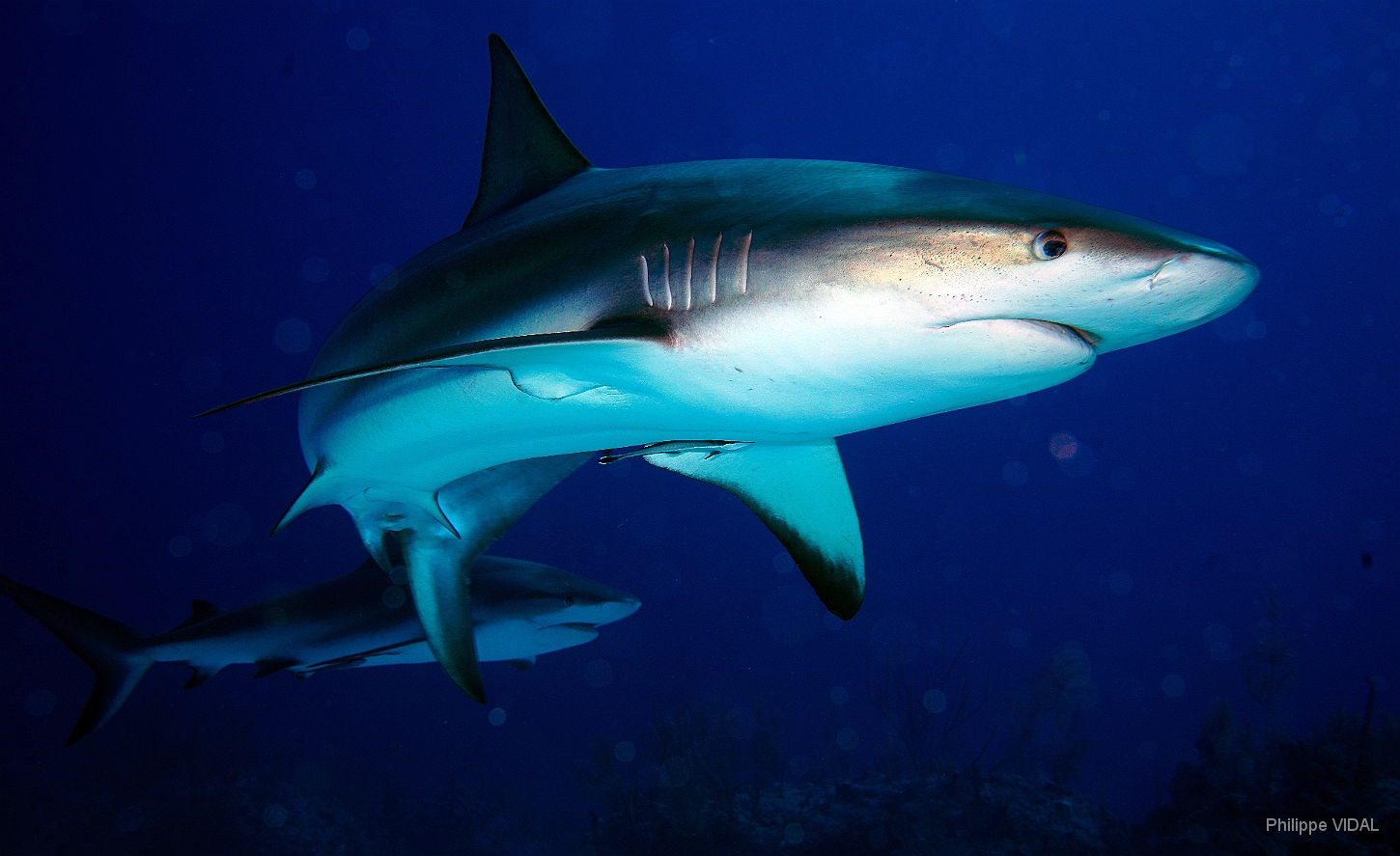 MediaEarth - Bahamas 2017 - DSC02473_rc - Caribbean reef shark - Requin gris des caraibes - Carcharhinus perezi.jpg